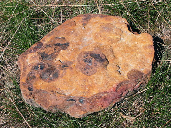 A fragment of iron-bearing sandstone from the slope of Jedlová-hill.