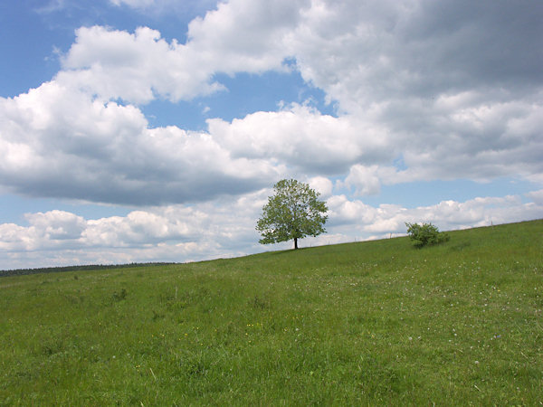 Pastures above the village Horní Podluží.