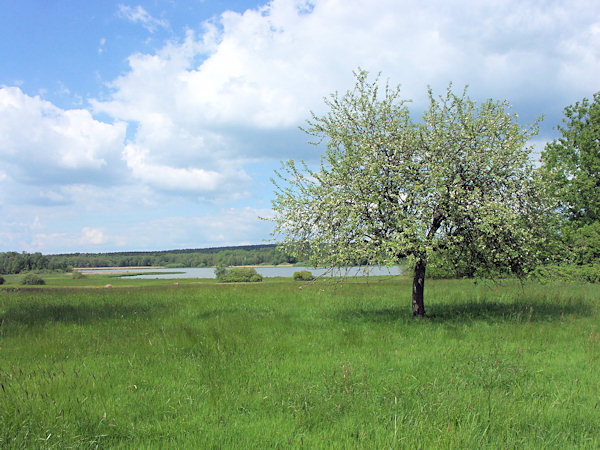 Pohled k Velkému rybníku z luk u Rybniště.
