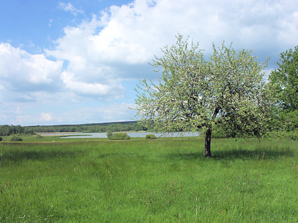 View from the meadows at Rybniště to the pond Velký rybník.