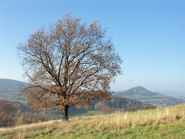 Blick von der Ebene unter dem Střední vrch (Mittenberg) aud den Zámecký vrch (Schlossberg) bei Česká Kamenice (Böhmisch Kamnitz).