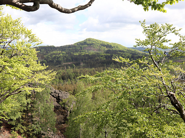 View between the trees from the top of Chřibský vrch to Javor.