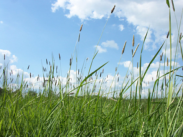 In the grass.