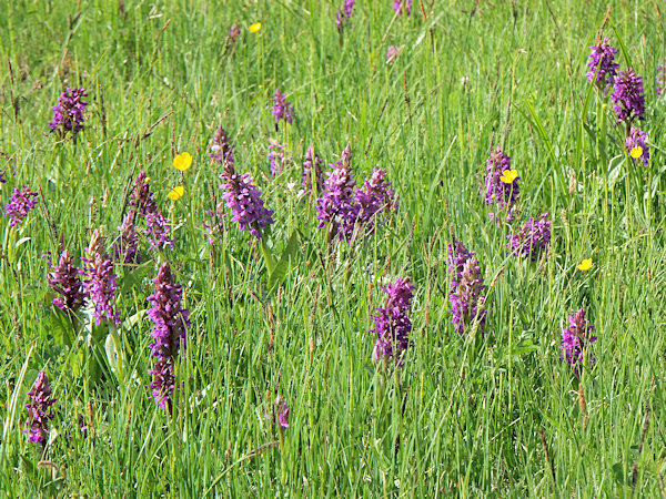 Flowering orchids.