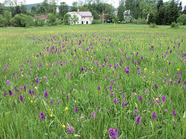 The meadow 'U Brodských' in flowers.