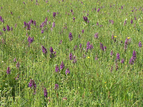 Flowering orchids.