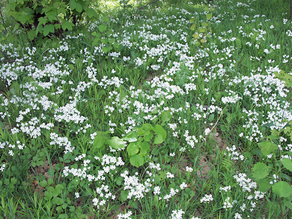 Blühende Große Sternmiere.