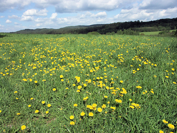 A meadow full of dandelions.