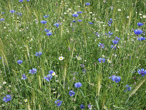 Kornblumen im Gras.