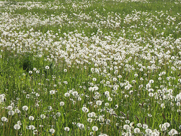 Withered dandelions.