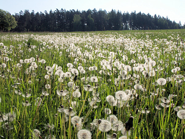 A meadow with dandelions near of Svor.