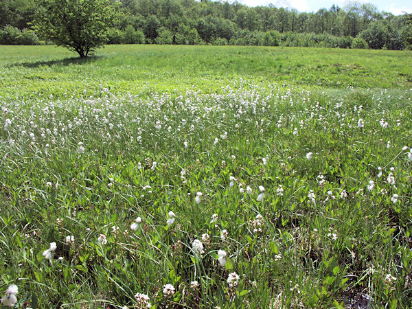 Marschner's meadow.