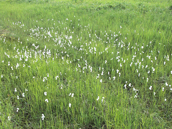 Meadow with cotton grass.