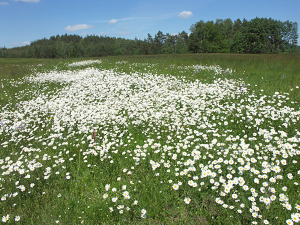 Marguerites in a meadow near of Drnovec.
