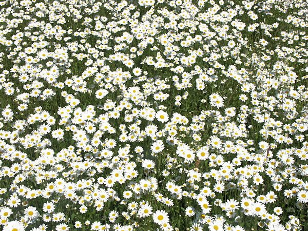 Marguerites.