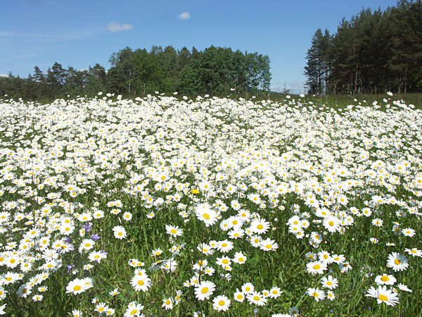 Zwischen Margeriten.