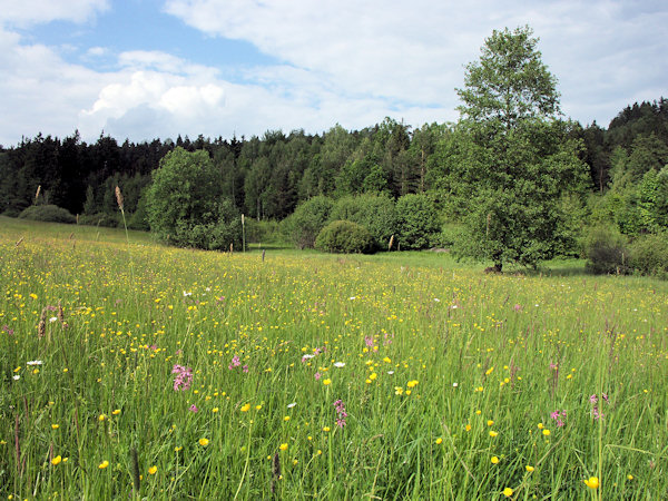 Spring meadow.