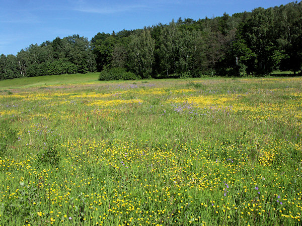 Flowering meadow near of Kunratice.