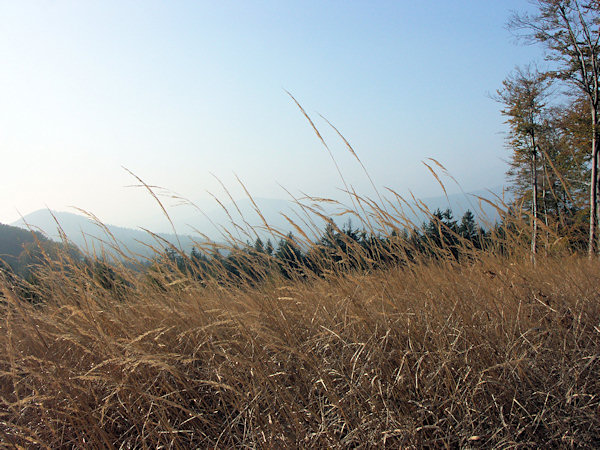 Autumn grass.