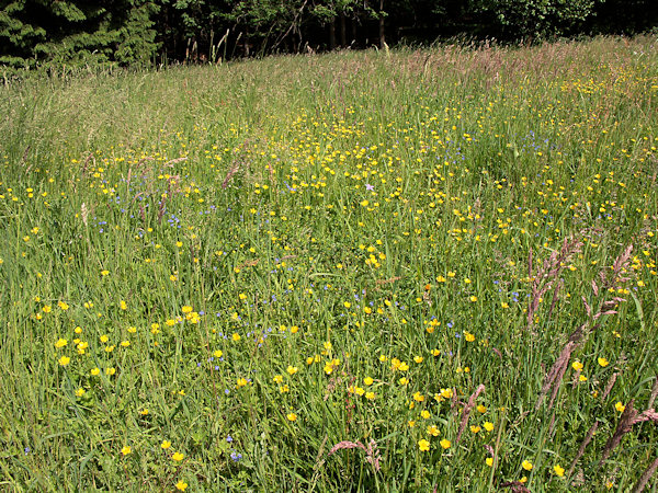 A meadow full of blossoms under the Spravedlnost hill.