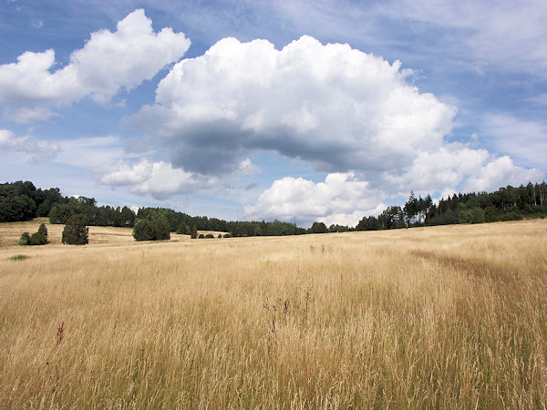Meadow under the Zelený vrch-hill.