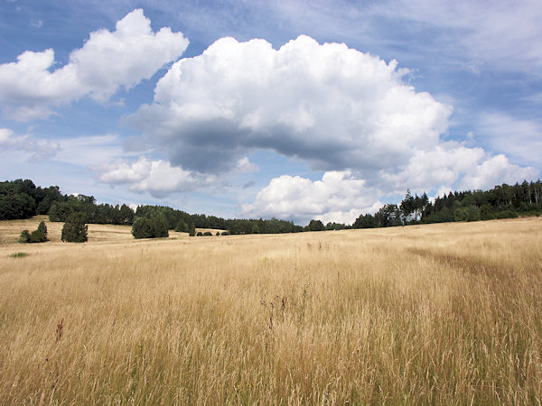 Wiese unter dem Zelený vrch (Grünberg).