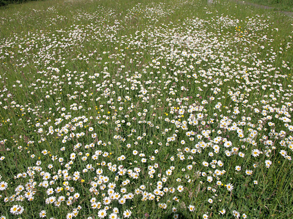 A flowering meadow near of the village of Lada north from Jablonné v Podještědí.