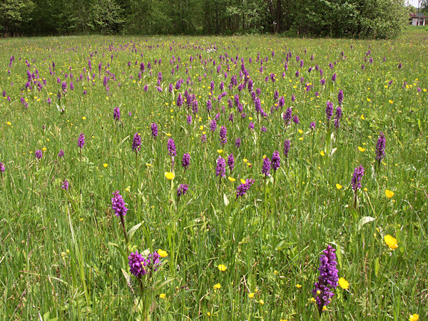 Flowering orchids near of Kunratice u Cvikova.