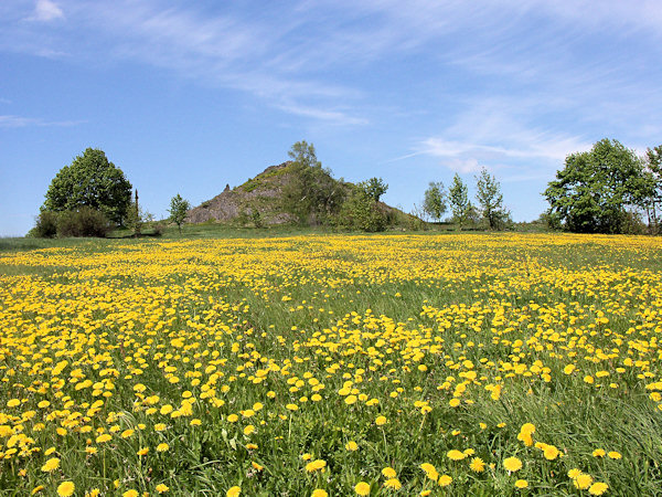 Meadow with dandelions near of the Panská skála-rock.
