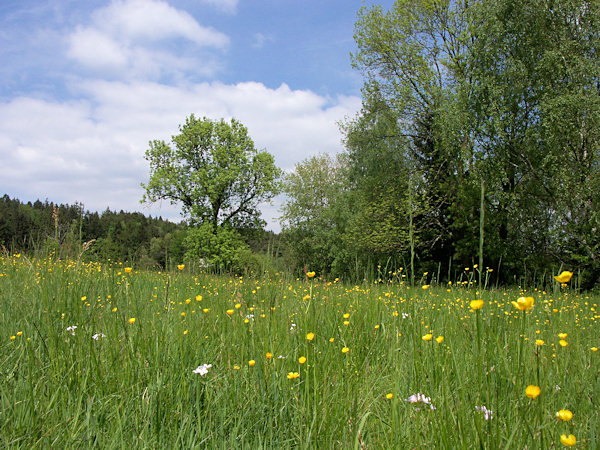 A flowering meadow under the Rousínovský vrch hill.