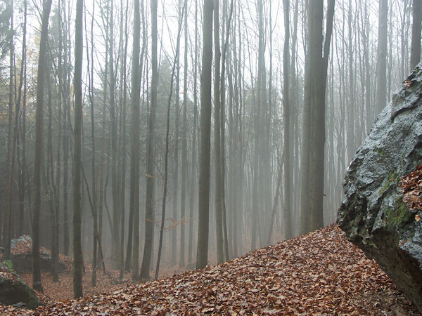 Beech wood at the Wine cellar-cave.