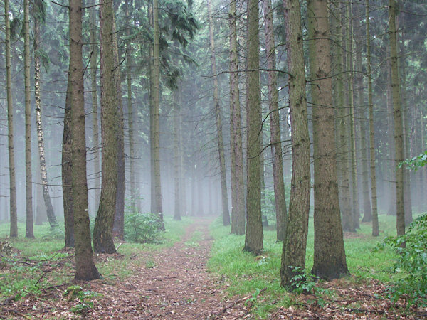 Misty haze in the forest near of Rousínov.