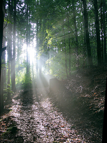 Nachmittagssonne im Wald bei Rousínov (Morgentau).