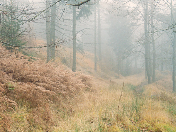 Herbstnebel im Hohlweg des Čertův úvoz (Teufelsgruben).