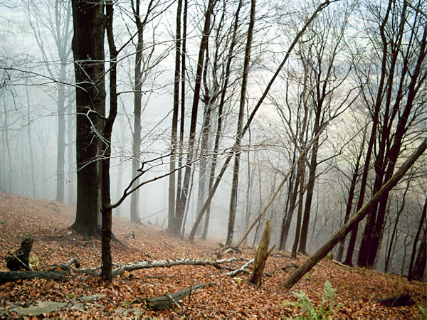 Herbst auf dem Ortel (Urteilsberg).