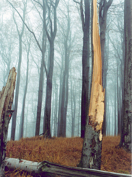 On the Pěnkavčí vrch-hill.