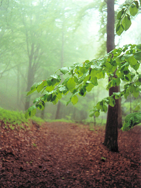 Fog in springtime beech wood.