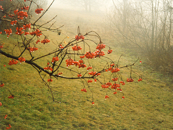 Snowball bushes at Krompach.