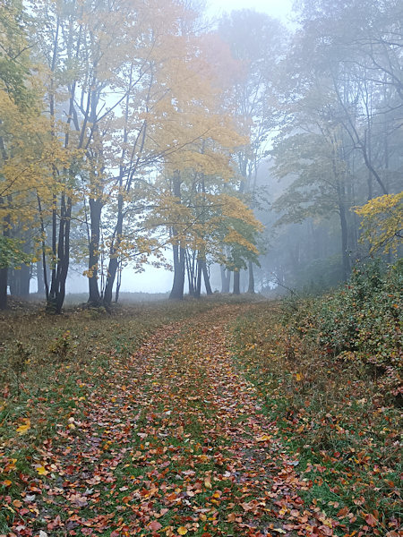 The golden autumn leaves combined with the fog create beautiful scenery on the way to Studenec.