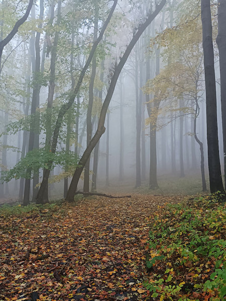 The golden autumn leaves combined with the fog create beautiful scenery on the way to Studenec.