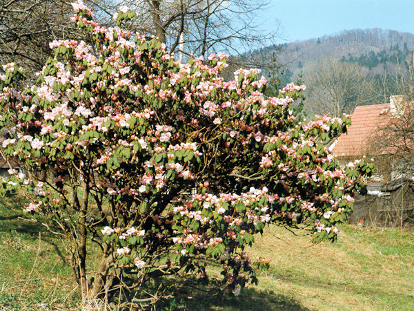 Frühling bei Svor (Röhrsdorf).