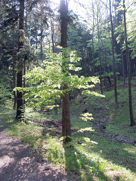 Sonne unter der Rohál (Hörndl).