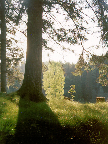 In the forest near of Kyjov.