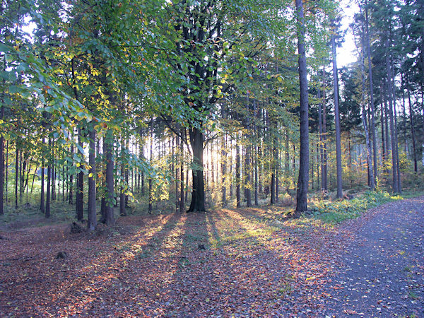 Wald bei Trávník (Glasert).