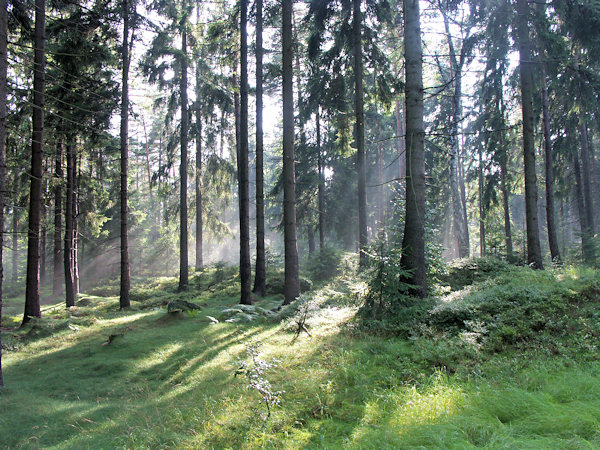 Wood on the Pařez-hill near of Rousínov.