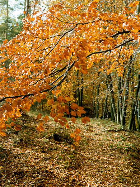 Autumn in the forest.