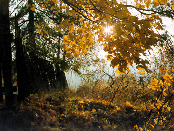 Podzimní slunce ve větvích.