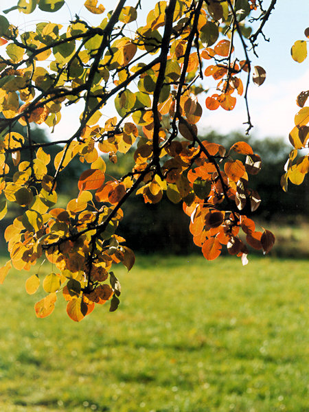 Herbstliche Blätter.