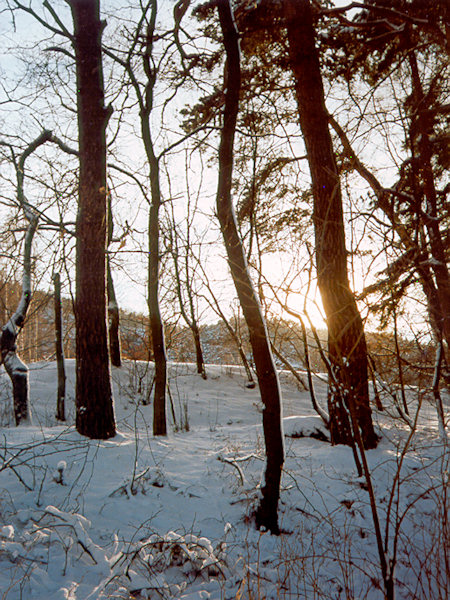 Im Wald bei Sloup (Bürgstein).