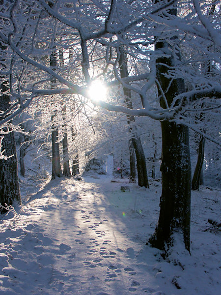 Sunlight beams in the wood on the slope of Konopáč hill.